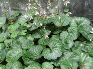 �󻢶��ݵĹ�Ч������ �󻢶��ݵ��÷�����