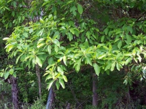 �����Ĺ�Ч������ ������������������