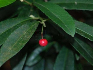 ����ɡ���Ĺ�Ч������ ����ɡ���ĸ�������