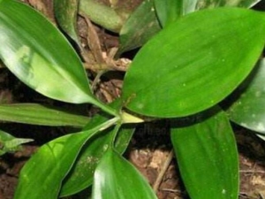  ��Ҷľ�Ĺ�Ч������ ��Ҷľ�ĸ�������