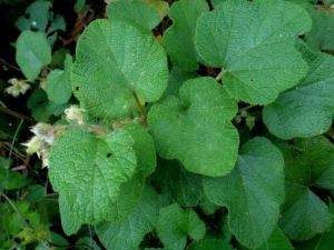 ��Ҷ�����ӵĹ�Ч������ ��Ҷ�������ܻ�Ѫ������