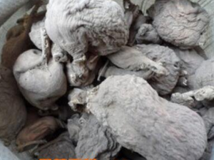 ���ܲ��������빦Ч ���ܲ����Ի�̵ֹ��