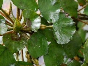 ��õ�ʳ�ü�ֵ�빦Ч