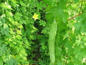 ��Ϻ���Щ��������һ���