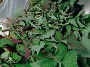 �Ҳ����ɵĹ�Ч������ �Ҳ����ɿ�����ʪֹ��