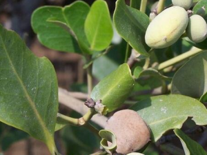 �Ǯ�Ĺ�Ч��ҩ�ü�ֵ �Ǯ����Ԥ������