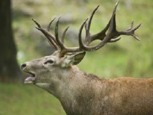 ¹�Ƿ۵Ĺ�Ч������ ¹�Ƿ۵��÷�����