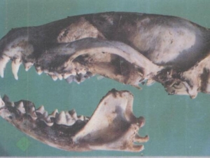 ��è�ǵĹ�Ч������ ��è����ô������