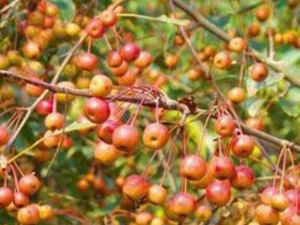 �����ٵĹ�Ч������ �����ٵĸ���