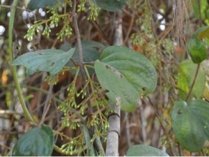 ����Ҷ�ܳ��ٵĹ�Ч������ ����Ҷ�ܳ�����������