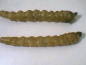 ��ʵ����Ĺ�Ч������ ��ʵ����ĸ���