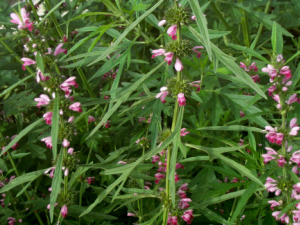 ��ҽר���Ƽ�����ĸ�������