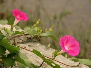 ��ǣţ�Ĺ�Ч������ ��ǣţ���÷�����