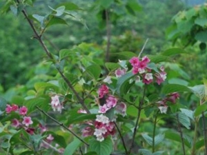 ˮɣ֦ҶĹЧ ˮɣ֦Ҷ÷