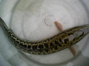 �����Ӫ����ֵ ����������������