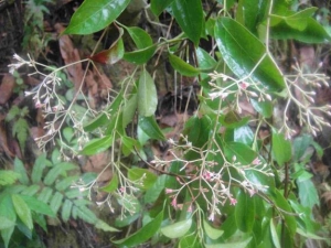 ��Ҷ���ٵĹ�Ч������ ��Ҷ���ٵ��÷�����