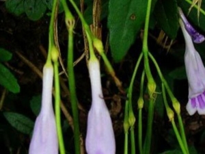 ���߲ݵĹ�Ч������ ���߲����η���������