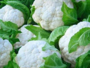 ��Ҭ�˵Ĺ�Ч������ ��Ҭ�˿����������������