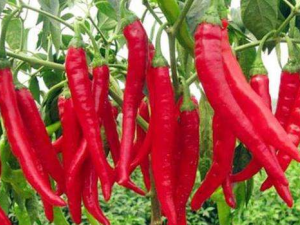 �������಻�ó�ʲô �Ƽ���������ʳ���