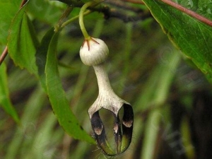 ˫���˵Ĺ�Ч������ ˫���˵��÷�����