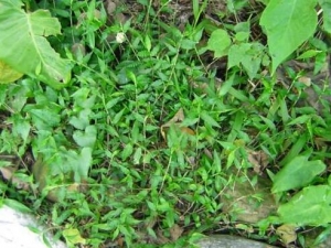 ţ��ݵĹ�Ч������ ţ��ݵĸ���