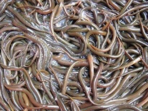 Ϫ�����Ĺ�Ч������