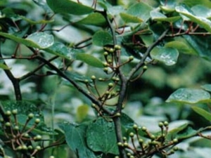 �����ߵĹ�Ч������ �����ߵ��÷�����