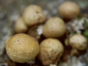 �������Ĺ�Ч������ ���������÷�����