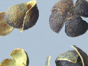 ����ɢ���� ����ɢ��Ч ����ɢ��������