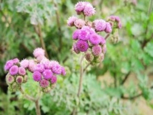 ����֦�Ĺ�Ч������ ����֦���÷�����