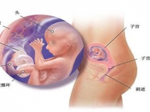 �������ʹ̥�������������