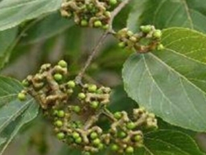 ��ťͷ�Ĺ�Ч������ ��ťͷ�ĸ�����