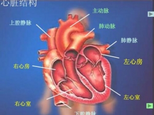 ����ѪҺ������ԭ�� ����ѪҺ������֢״