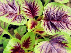 Ұ�Ȳ˸��Ĺ�Ч������ Ұ�Ȳ˸������Ƚⶾ