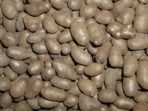 ɽҩ���Ĺ�Ч�����ü�����