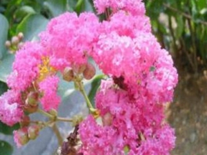 �������Ĺ�Ч������ ���������÷�����