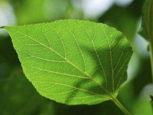 ����Ҷ�Ĺ�Ч������ ����Ҷ���÷�����