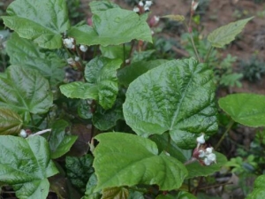 ̫ƽݮ�Ĺ�Ч������ ̫ƽݮ��ѡ���뱣��