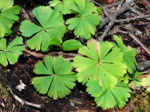 ���Ҷ�ݵĹ�Ч������ ���Ҷ�����η�ʪ��