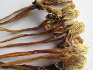 �߱޵Ĺ�Ч������ Ů�˳��߱���ʲô��������