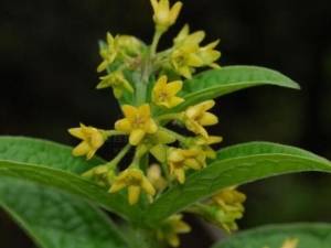 ������ǰ�Ĺ�Ч������ ������ǰ���÷�����