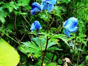 �����ͷ�Ĺ�Ч������ �����ͷ�ĸ���