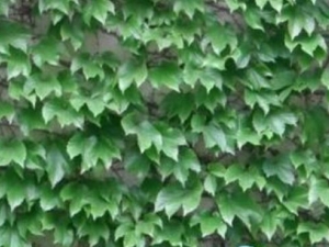 ��ɽ���Ĺ�Ч������ ��ɽ�����η纮��ð��