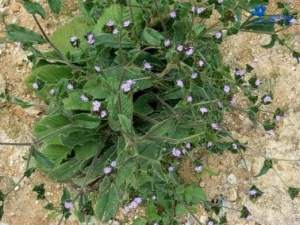 �ص��ݵĹ�Ч������ �ص��ݵĸ���