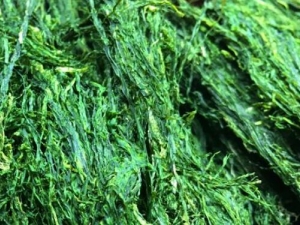 ��̦�Ĺ�Ч������ ��̦�ĸ�����