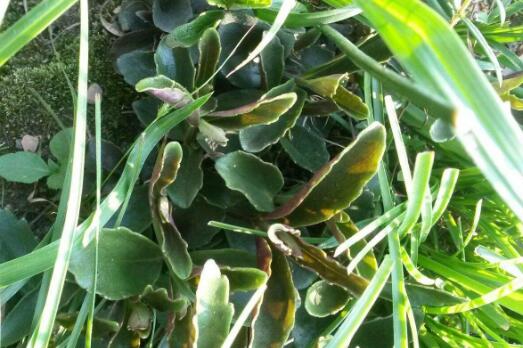 【图片】金猫头的功效与作用|金猫头的附方