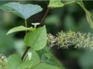 ëҶ׷ٸĹЧ ëҶ׷ٸ÷