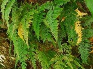 ��Բ����ʯާ�Ĺ�Ч������ ��Բ����ʯާ�ĸ�������