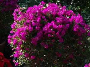 ӭɽ��Ĺ�Ч������ ӭɽ���ҩ������