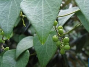 �ٽ��ٵĹ�Ч������ �ٽ��ٵļ��𷽷�